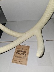 Decorative Faux Antler Resin 15 Inch Long White