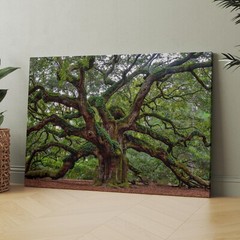 Charleston Angel Oak Tree South Carolina Forest Nature Canvas Wall Art Print