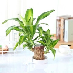 A Set of Green Plant Brazilian Wood Water Raise Lucky Wood Potted Tree Indoor US