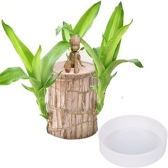 A Set of Green Plant Brazilian Wood Water Raise Lucky Wood Potted Tree Indoor US
