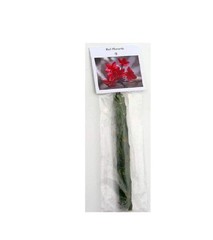 1 HAWAIIAN RED PLUMERIA FRANGIPANI PLANT CUTTINGS – FRAGRANT EASY TO GROW