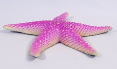 Hand Painted Large 8″ Tropical Starfish Replica Wall Mount Decor Plaque 70S