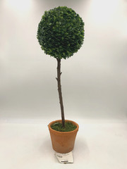 Pottery Barn Faux Potted Boxwood Ball Topiaries Green Medium #S9017