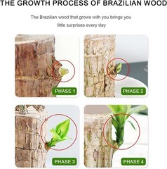 A Set of Green Plant Brazilian Wood Water Raise Lucky Wood Potted Tree Indoor US