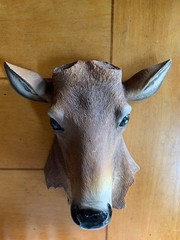 Buck Deer Head Bust Wall Hanging (No Antlers Included) Trophy Mount 9″ height