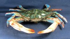 Blue Crab Tropical sea life 10 inch Poly Wall Art Decor