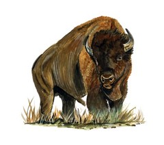 Decal Vinyl Sticker Buffalo – Printed Vinyl Decal Made in USA