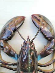 Lobster Maine Hand Painted 16″ Replica Wall Sculpture Beach Decor Seafood