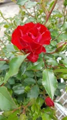 Red Rose Shrub – Seasonal Blooms – Easy Care