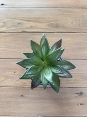 Authentic French 4 Inch Artificial Succulent Plant, Purchased in Nice France