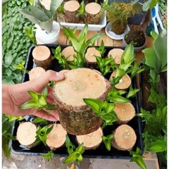 A Set of Green Plant Brazilian Wood Water Raise Lucky Wood Potted Tree Indoor US