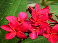 1 HAWAIIAN RED PLUMERIA FRANGIPANI PLANT CUTTINGS – FRAGRANT EASY TO GROW