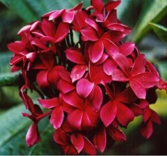1 HAWAIIAN RED PLUMERIA FRANGIPANI PLANT CUTTINGS – FRAGRANT EASY TO GROW