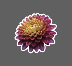 Chrysanthemum Sticker Waterproof Decal Flower Floral Nature Gift NEW