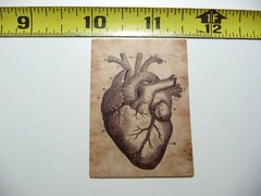 ANATOMY PHYSIOLOGY DIFFERENT VIEW HEART SMALL STICKER DECAL HUMAN GOTH