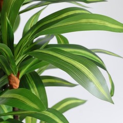 Artificial Dracaena Tree with Lights, 5Ft Fake Plants Black Tall Planter Indoor