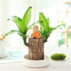 A Set of Green Plant Brazilian Wood Water Raise Lucky Wood Potted Tree Indoor US