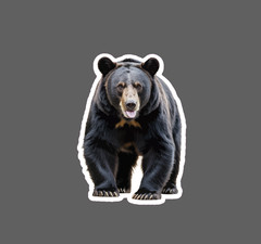 Black Bear Sticker Realistic Wildlife Nature Outdoor Gift Waterproof NEW