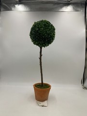 Pottery Barn Faux Potted Boxwood Ball Topiaries Green Medium #S9017