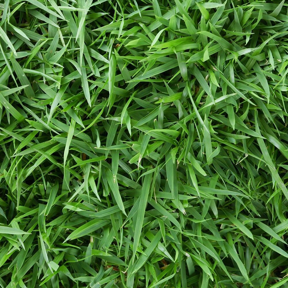 Zeon Zoysia grass seeds 1 lb- very limited