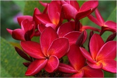 1 HAWAIIAN RED PLUMERIA FRANGIPANI PLANT CUTTINGS – FRAGRANT EASY TO GROW