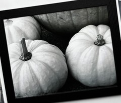 Original Pumpkin Photo – Framed (Black) – One of a Kind Wall Art – 8 X 10