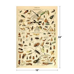 Insects Insectes Flying Bugs Bookplate Nature Art Print Poster 16×24