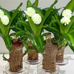 A Set of Green Plant Brazilian Wood Water Raise Lucky Wood Potted Tree Indoor US