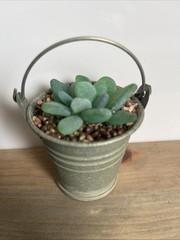 Seaglass Succulent In Metal Pail Small upcycled Easy Care Plant Mom Gramma BFF