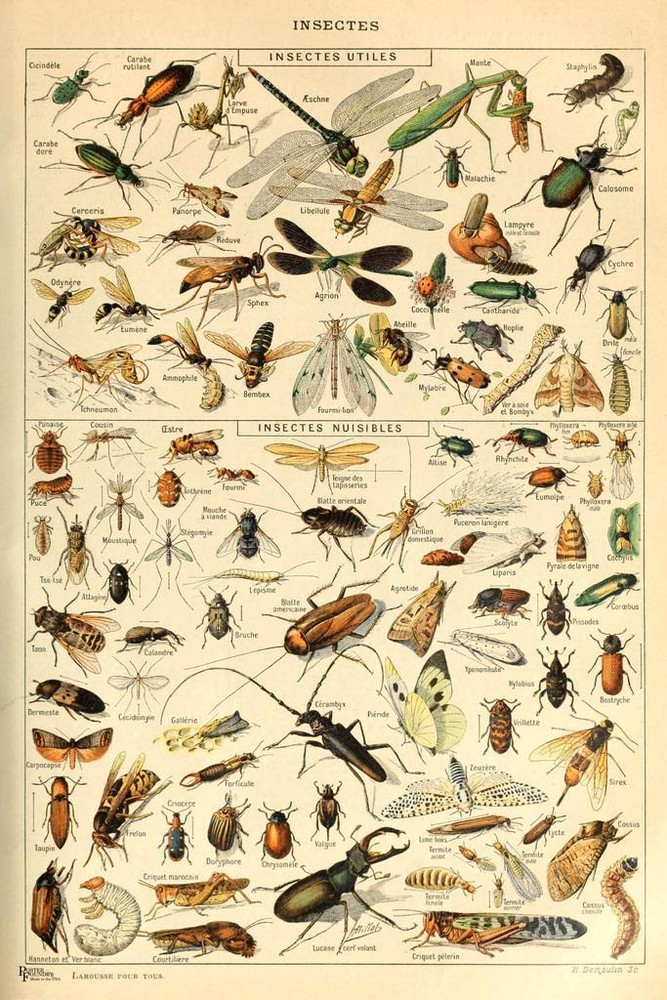 Insects Insectes Flying Bugs Bookplate Nature Art Print Poster 16×24