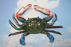1-BLUE CRAB 10 Inch Wall Hanging,Life Like Specifics,Beach Decor,Gifts,CR-10
