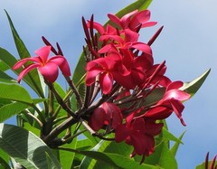 1 HAWAIIAN RED PLUMERIA FRANGIPANI PLANT CUTTINGS – FRAGRANT EASY TO GROW